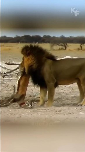 Lioness Hunts Springbok but Loses the Kill to Dominant Male Lion