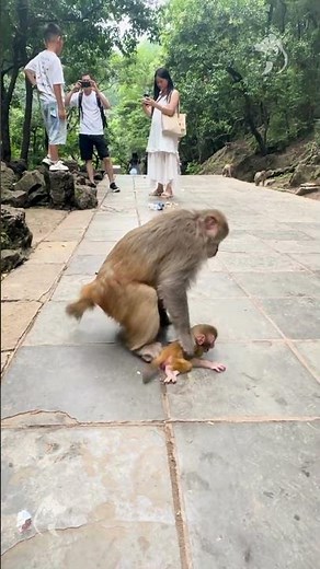 When mother MONKEY has had enough 🤣🐒 #wildlifebehavior #funnymonkey #babymokey