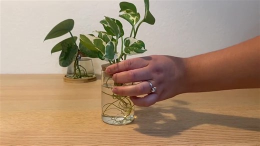 Modern Glass Plant Propagation Station: Rooting Vase, Indoor Decor - Etsy
