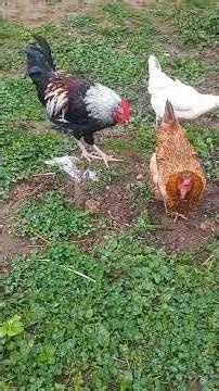 👉 Peaceful Farm Animals Sounds 🐓🐥🐈 | Relaxing Nature ASMR for Sleep & Calm