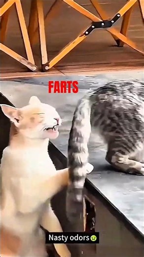 These Cats Dropped the DEADLIEST Farts 🐈 💀🐈 #cat #funnycats #shorts #funny