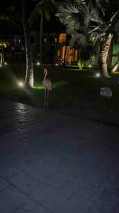 3.1K views · 53 reactions | My man pink flamingo! #flamingo #tropical #birds #pinkflamingos | Adam Larkin | Facebook