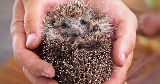 Igel füttern: Das gilt es zu beachten