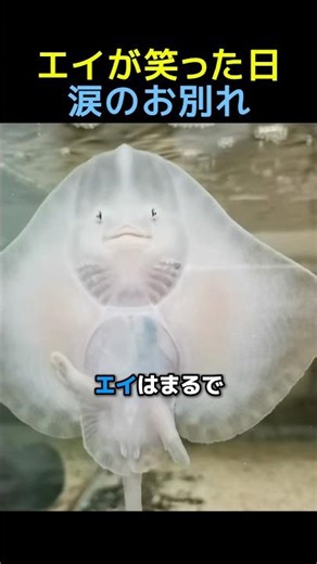 エイが笑った日、涙のお別れ #感動する話 #動物 #ペット