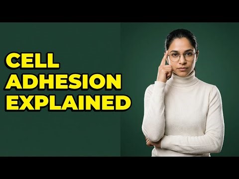 How Do Selectins Facilitate Leukocyte Rolling?