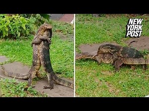Giant lizards mate in front of shocked families