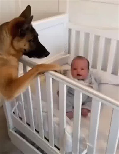 They caught their newly adopted stray dog biting from their newborn baby's crib in the middle of the night. When they looked more closely at the baby and saw what the dog did, they began to cry. Check the comments 👇 | Thinking Humanity