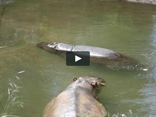 hippo sneeze