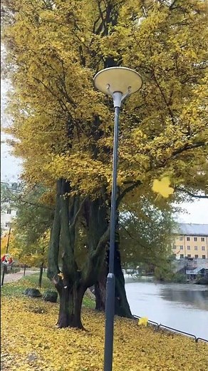 Magia d’Autunno 🍂 | Foglie Gialle che Scendono a Terra.