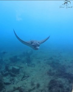 UNBELIEVABLE Underwater World! I Dropped My Camera Under a Bridge in the Bahamas and Captured THIS! Filmed in Nassau, Bahamas. | Paul Dabill Photography