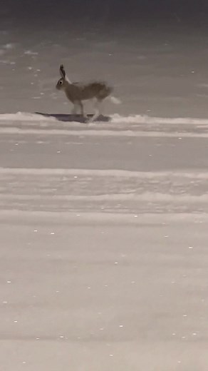 Playful Jackrabbits in Alberta, Canada