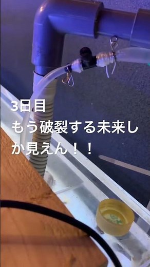エアーチューブに圧がかかりつづけるとこうなる！ #アクアリウム #水槽部屋 #aquarium #金魚 #fish