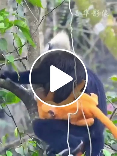 #Among the rarest and most critically endangered primates on Earth. Fewer than 70 Cat Ba langurs remain in the wild. Born bright orange, they turn black as they grow up. Found in Vietnam’s Ha Long Bay, these incredible creature - NewsBreak