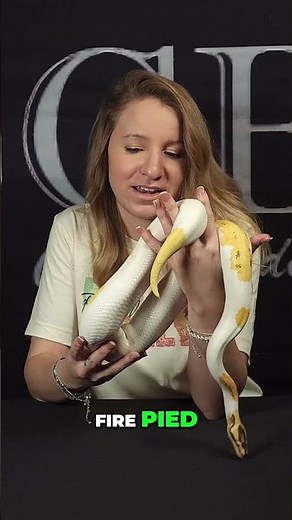 Meet This Stunning OD Yellow Belly Leopard Snake!