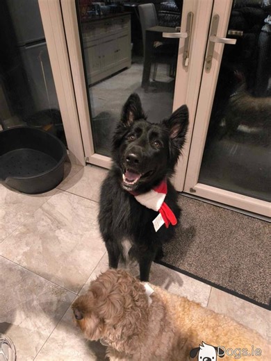 4-year-old male German Shepherd in Cork – Experienced home Only