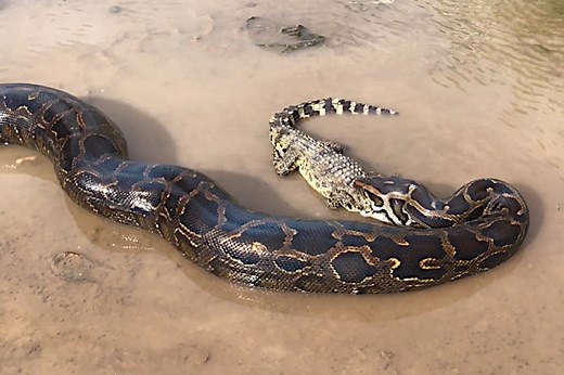 Python Slowly Kills and Swallows Crocodile Whole