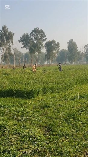 Exploring Soby Agro's Reaper Machine in Action