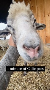 It rained all day - that meant I got lots of sheep snuggles in while they were camped out under the overhang. Ollie will always be first in line for scratches and pats. His little smile is the cutest thing 🥹. If you stop petting Ollie , he will patiently ask for more with a head boop, then progress to the hoof if the hint isn’t taken. He makes his wishes well known! I hope you enjoy this minute with Ollie as much as I did ❤️ | Black Goat Farm and Sanctuary