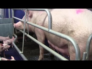 Piglet mortality cut with moving farrowing crate floors