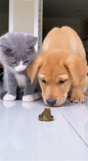 When Two Puppies Meet a Frog for the First Time It Gets Hilarious #cute #puppies #animals