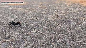 93K views · 36 reactions | "Tarantulas are amazing, fuzzy little wonders. This is the time of year you may see some wandering about, crossing paths and roadways. What most people don't know, is that what you are watching is the male tarantulas date night...or so they hope! As they walk about, they are searching for a burrow that may lead to a female." - Grand Canyon National Park | The National Desk - TND | Facebook