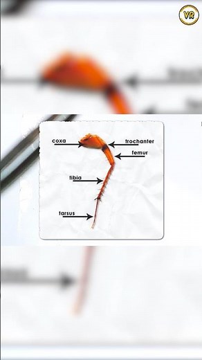 Cockroach Dissection : Periplaneta Americana | VR Academy #cockroach #education #trending #viral