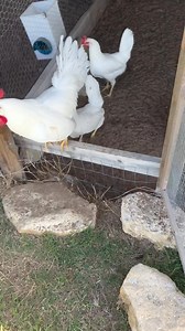 White leghorn | Texas Chicken Ranch of De Leon
