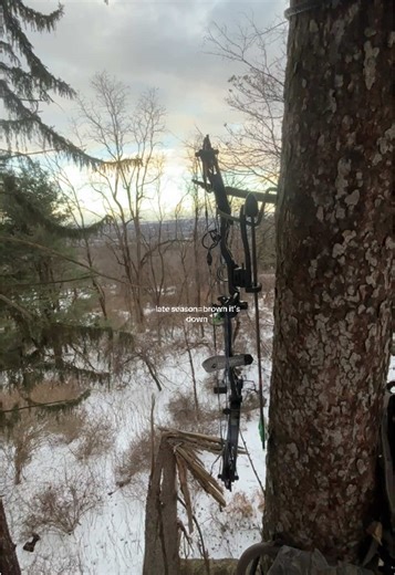 currently saddle hunting in a climber #deerhunting #bowhunting #buck #hunting #diamondarchery