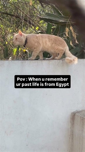 Searching for pyramids now.| #shorts #cat #funny