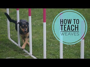 Weaves 2x2 | Dog Agility | Getting Started | Just for fun