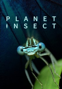 Planet Insect: Part One: Small Creatures, Big Lives