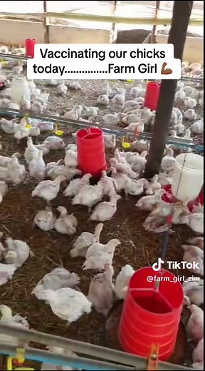 Farm Girl on TikTok
