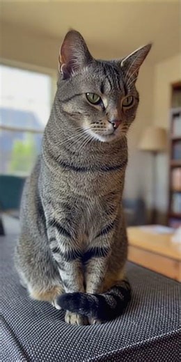 Title: “Cat Shocked by Tiny Noise #shortvideo