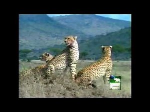 The Most Extreme - Movers