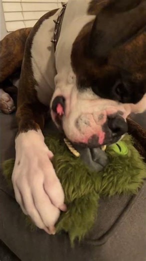 Bonkers Fuggler found at Walmart