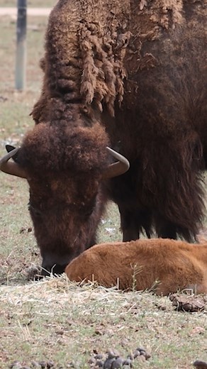 Earlier in the week we welcomed the first American Bison calf of the season and we’re hopeful we might see a few more arrivals in the coming weeks. Bison hold a special place in Monarto Safari Park’s history, being the very first species to call the park home back in 1983. During the 19th century, commercial hunting, habitat loss and bovine diseases pushed this mighty species to the brink of extinction. Thanks to conservation efforts, American Bison have made a partial recovery, with around 15,0