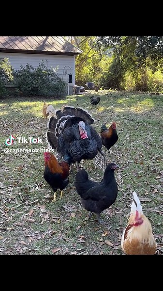 Norbit & his gang of misfits🤣 he doesn’t contribute any 🥚s but we love him and his rooster crew anyways of course! #turkey #chickens #chicken #fyp #capefearcritters