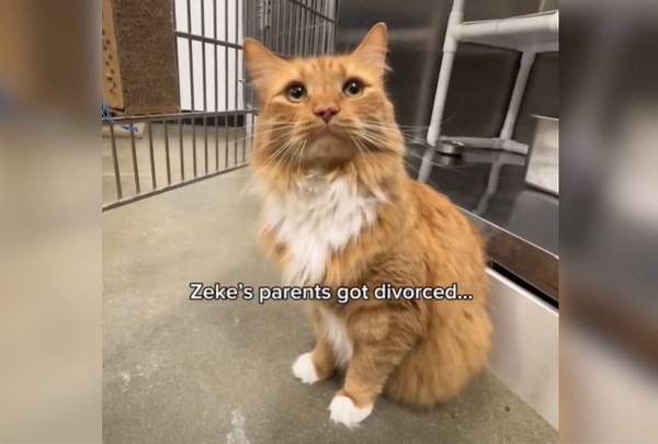 Rescue Cat Who Had a Home for 5 Years Back in Shelter After Owners Divorce