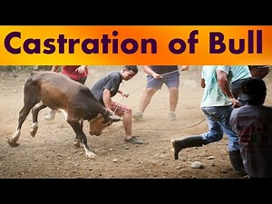 Castration of Bull/Calves ///2021//India