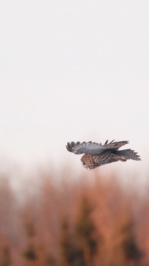 The effortless grace of a great gray owl in flight #greatgrayowl #greatgreyowl #owl #wildlife #wildlifephotography #nature #beautyinnature | Donna Feledichuk Wildlife Photographer