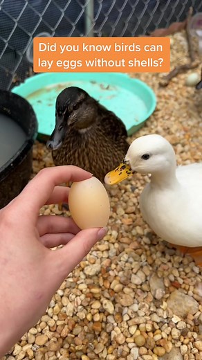 Watch me Peel a Shellless Egg! 🦆🥚