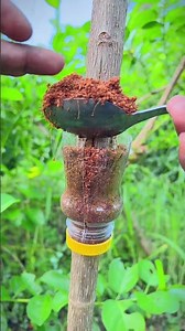 You can try this technique on all types of plants. #grafting #bonsai #plants #garden #shortvideo