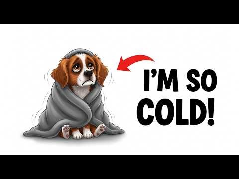 6 Winter Mistakes Dog Owners Don’t Realize They’re Doing ..