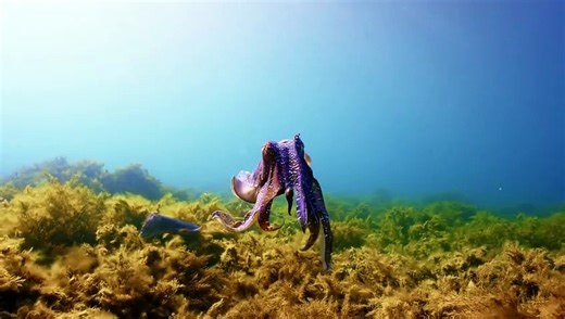 Turtle Odyssey | movie | 2018 | Official Trailer