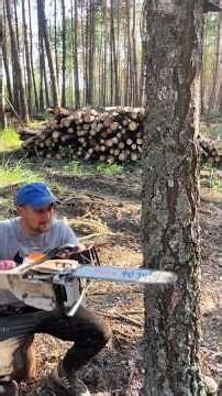 The Crimson Dust: What’s Bleeding Inside This Ancient Bark? 😳🌲 #chainsaw #tree #forest #shorts