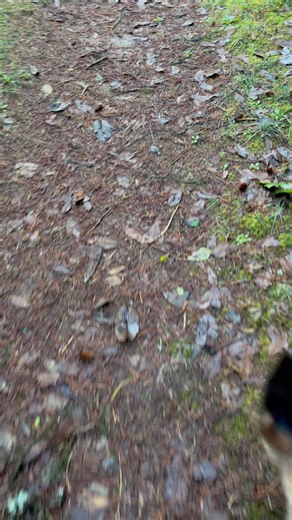 This tree fell as well where I’m at at like 1am. It was so loud I thought it hit my truck but missed it by 40 ft. | Oregon Coast Explored