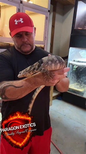 Paragon Exotics Jim Hardesty on Instagram: "🎥✨ Hey Facebook fam! Today, we're diving into the world of PARAGON EXOTICS! 🌟🐾 Are you ready to explore the most unique and stunning exotic pets out there? From vibrant reptiles to rare birds and everything in between, Paragon Exotics has it all! 🦎🦜 🌈 Here are 3 reasons why you should check them out: 1️⃣ **Rare Finds**: They offer some of the most sought-after exotic species that you won’t find in your local pet store! Imagine owning a vibrant ch