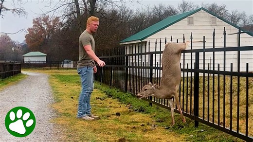 Young man lifts deer off fence