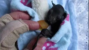 54K views · 7K reactions | With flying-fox orphan season becoming...