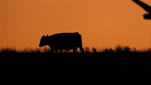40 cows on the loose after crash in Virginia